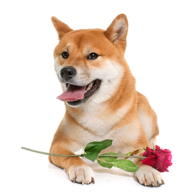 jeune shiba inu et fleur