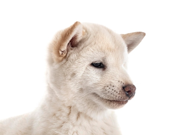 Jeune shiba inu en studio