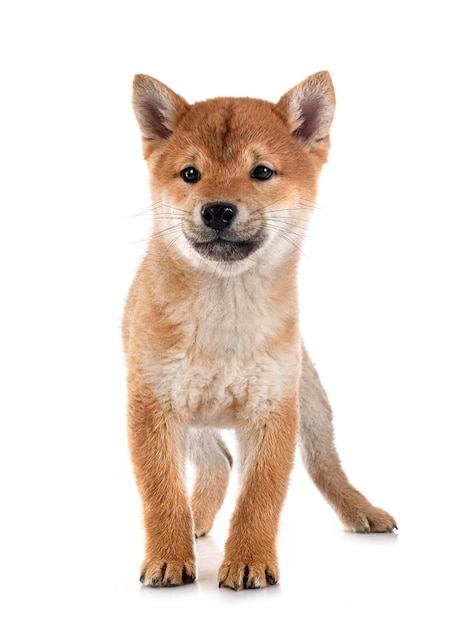 Jeune shiba inu en studio