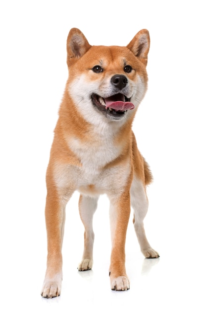 jeune shiba inu