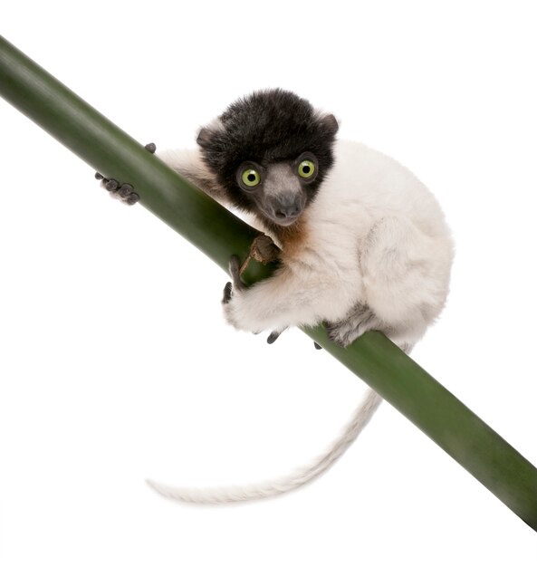 Jeune Sifaka couronné - Propithecus coronatus sur un blanc isolé (espèce endémique de Madagascar)