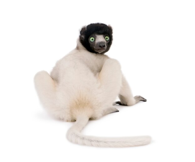 Jeune Sifaka couronné, Propithecus Coronatus