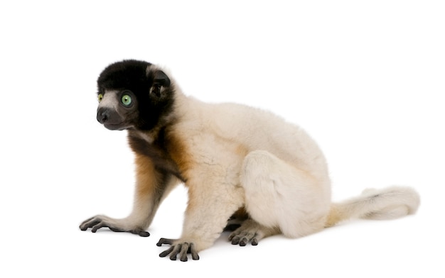 Jeune Sifaka couronné, Propithecus Coronatus