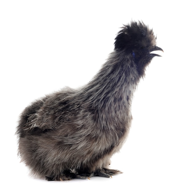 Jeune Silkie