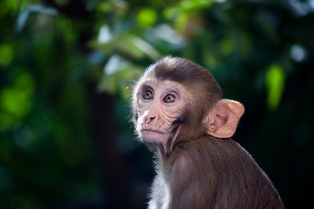 Jeune singe également connu sous le nom de macaque rhésus assis sous l'arbre dans une ambiance ludique