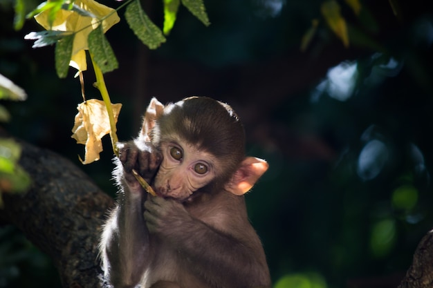 Jeune singe également connu sous le nom de macaque rhésus assis sous l'arbre dans une ambiance ludique