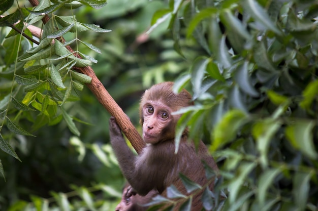 Jeune singe également connu sous le nom de macaque rhésus assis sous l'arbre dans une ambiance ludique