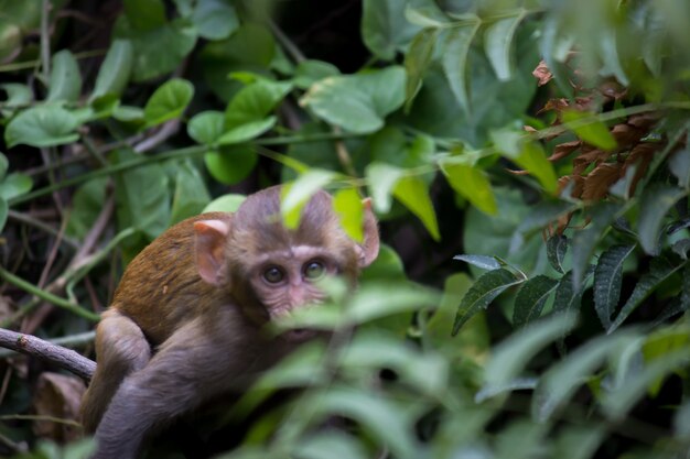 Jeune singe également connu sous le nom de macaque rhésus assis sous l'arbre dans une ambiance ludique