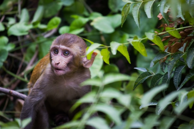 Jeune singe également connu sous le nom de macaque rhésus assis sous l'arbre dans une ambiance ludique