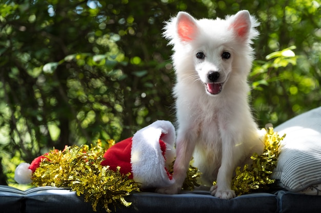 Photo jeune spitz japonais