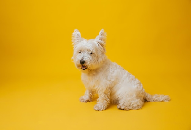 Jeune terrier blanc des montagnes de l'ouest sur fond jaune terrier blanc des montagnes de l'ouest en studio