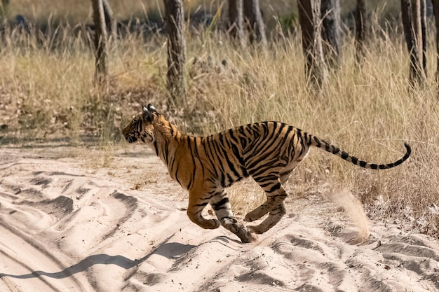 Un jeune tigre courant après une proie