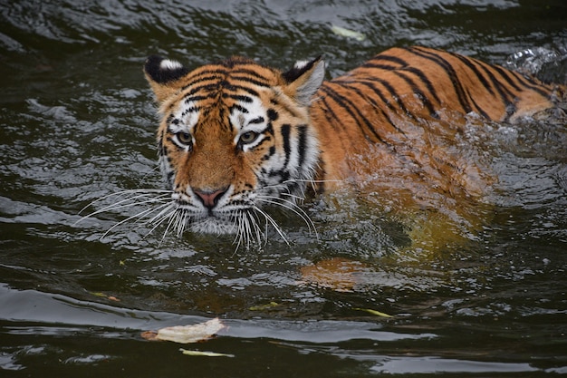 Jeune tigre de Sibérie nageant dans l'eau