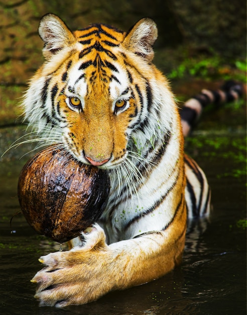 Photo jeune tigre de sumatra sortant de l'ombre