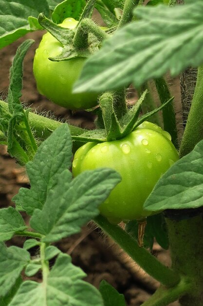la jeune tomate verte pousse sur un lit dans une ferme maraîchère cultivant un concept de légumes