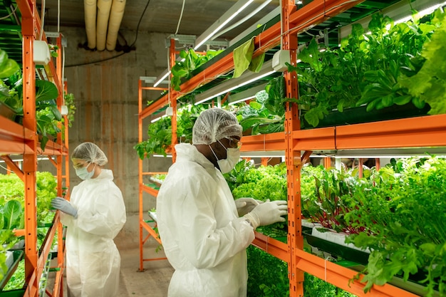 Jeune travailleur africain de ferme verticale en vêtements de travail protecteurs debout dans une allée par étagère avec des semis de laitue verte contre une collègue