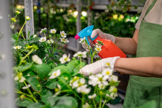 Jeune travailleur en gants et tablier arrosant les plantes dans une ferme verticale