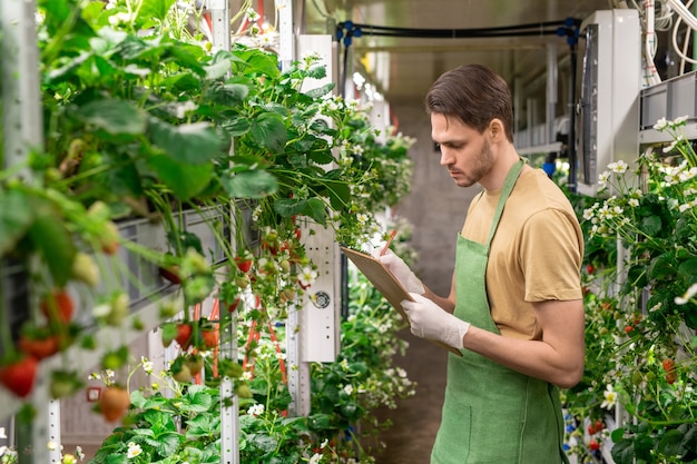 Jeune travailleur masculin sérieux de serre ou de ferme verticale prenant des notes en se tenant entre des étagères avec des semis de fraises