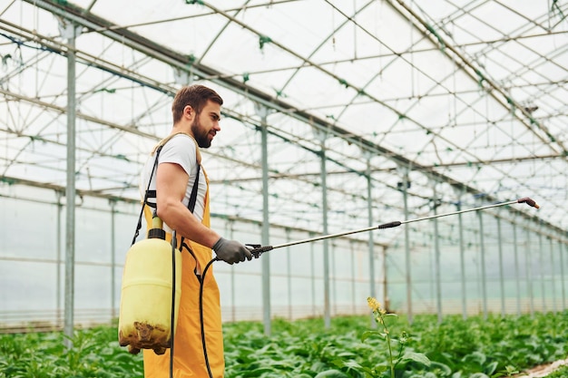 Jeune travailleur de serre dans des plantes d'arrosage uniformes jaunes en utilisant un équipement spécial à l'intérieur de la serre