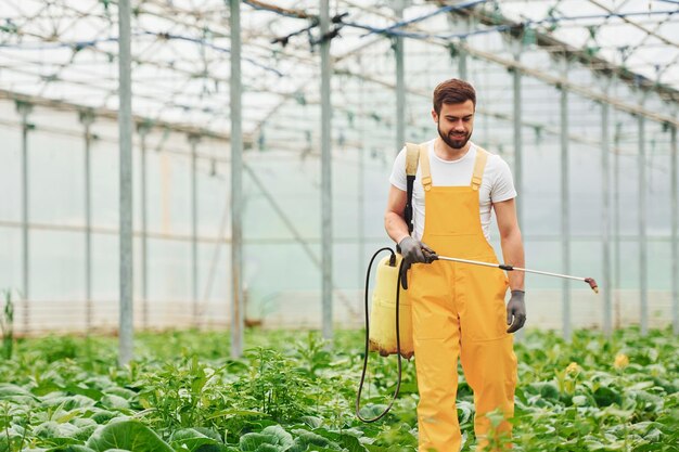 Jeune travailleur de serre dans des plantes d'arrosage uniformes jaunes en utilisant un équipement spécial à l'intérieur de la serre