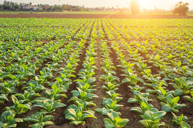 Jeune usine de tabac vert dans le champ à Sukhothai