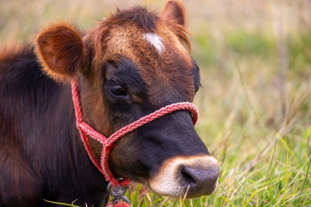 Une jeune vache brune assise sur l'herbe