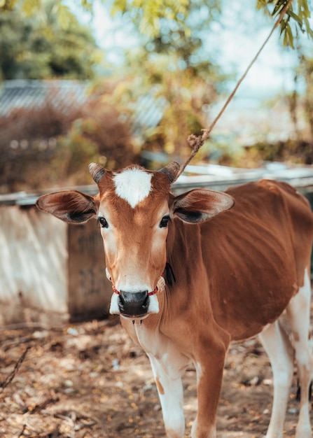 Photo une jeune vache brune attachée à un arbre qui regarde la caméra dans un ranch.