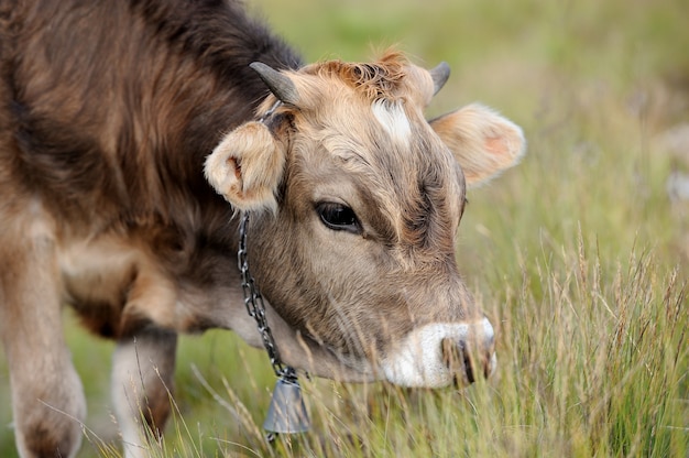 Jeune vache brune dans la prairie d'été