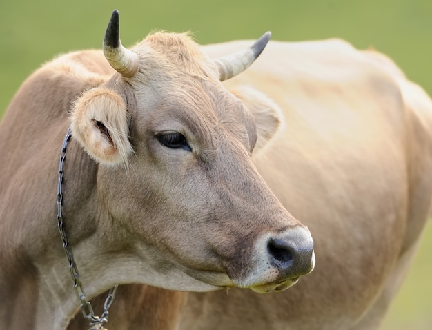 Jeune vache brune dans la prairie d'été