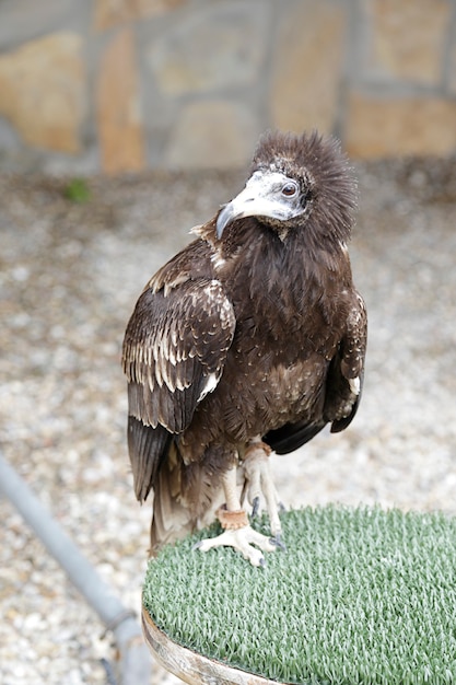 Jeune vautour percnoptère (Neophron percnopterus) perché sur un aubergiste