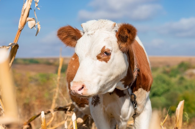 Jeune veau mise au point sélective sur une ferme de pâturage