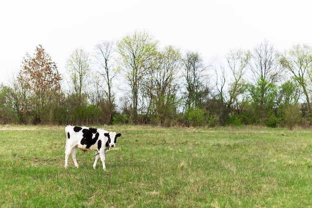 Un jeune veau paît dans le pré