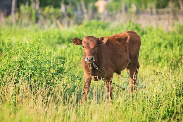 Le jeune veau de taureau broute sur le terrain