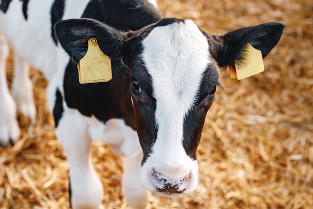 Jeune veau taureau dans un étal dans une ferme