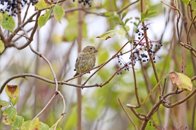 Le Jeune Verdier Européen Ou Simplement Le Verdier (chloris Chloris) Est Assis Sur Une Branche Entourée De Baies De Sureau Noir