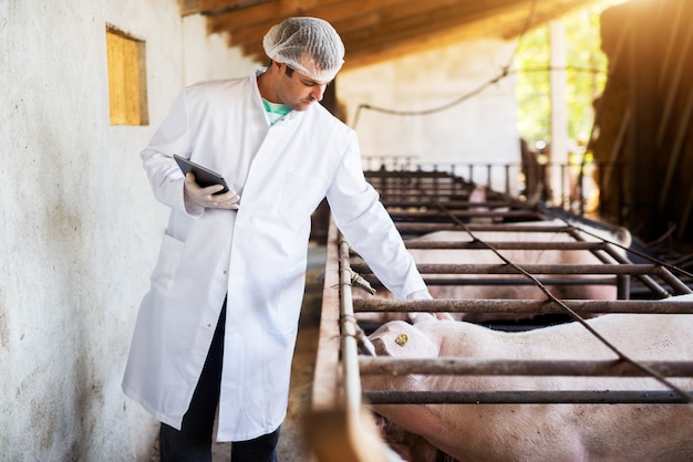 Jeune vétérinaire moderne regardant l'oreille de porc tout en se tenant dans la porcherie avec un comprimé.