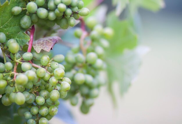 Jeune vigne dans le jardin d'été.