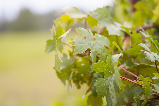 Jeune vigne dans le jardin d'été.