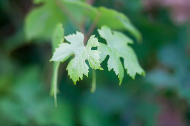 Jeune vigne dans le jardin d'été.