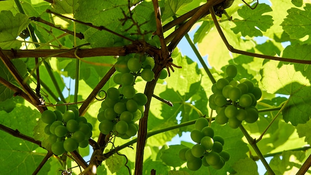 Jeune vigne sur le fond vert flou dans les rayons du soleil