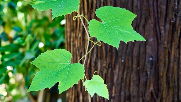 Jeune vigne sur le fond vert flou dans les rayons du soleil