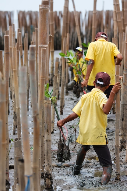 Jeune volontaire plantant un arbre de mangrove dans une activité de reboisement