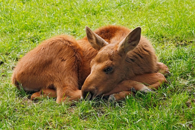 Jeune wapiti Alces alces