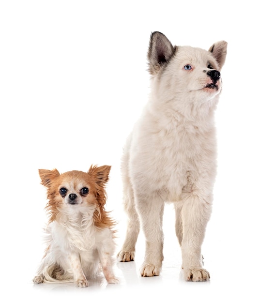 Jeune Yakutian Laika et chihuahua devant fond blanc