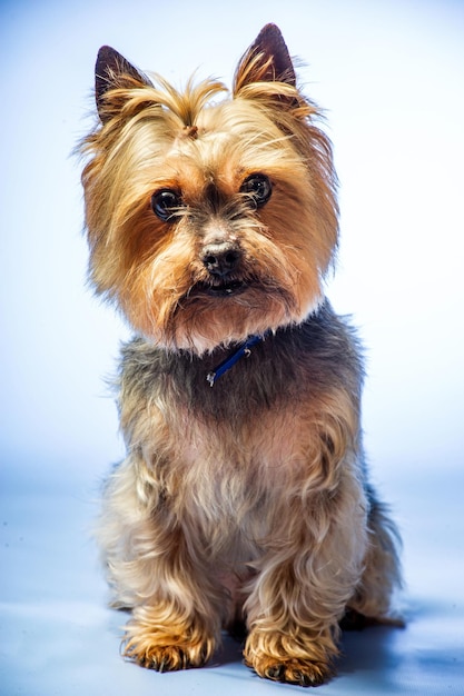 Jeune Yorkshire Terrier d'exposition