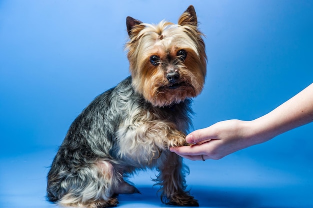 Photo jeune yorkshire terrier d'exposition