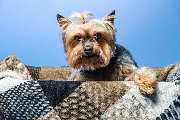 Photo jeune yorkshire terrier d'exposition