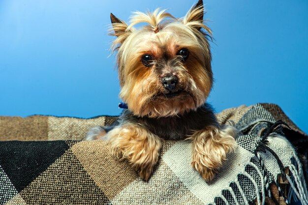 Photo jeune yorkshire terrier d'exposition