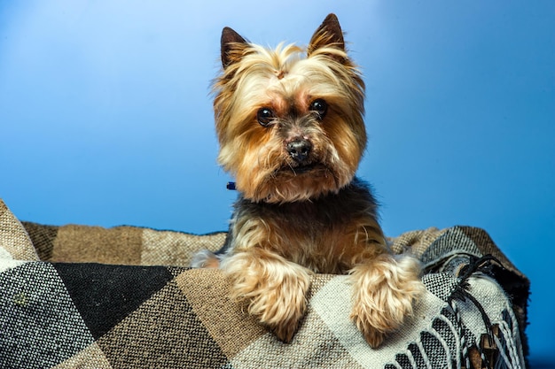 Photo jeune yorkshire terrier d'exposition