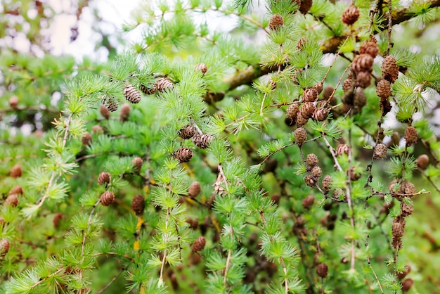 Jeunes aiguilles et une bosse sur une branche de pin au printemps.